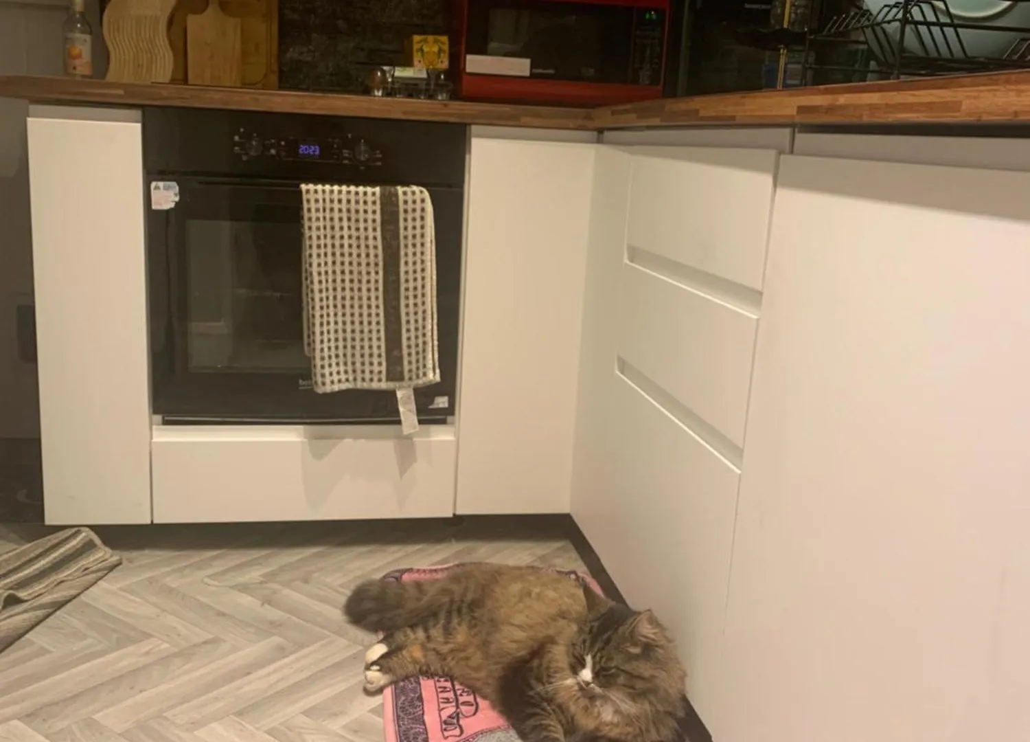 Wake Up With 2 Cats On Your Face Dublin Ireland