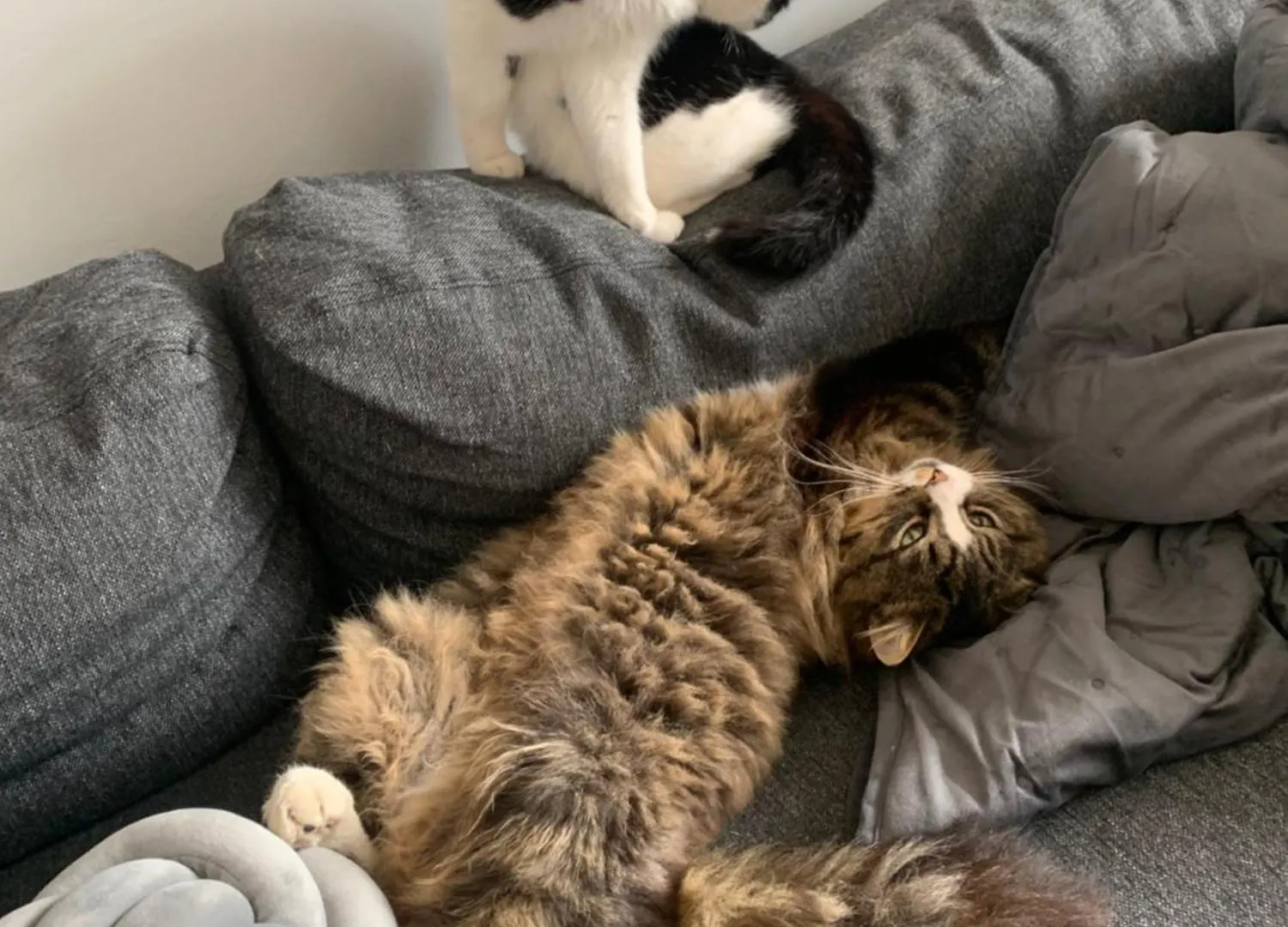 Guest house Wake Up With 2 Cats On Your Face Dublin Ireland