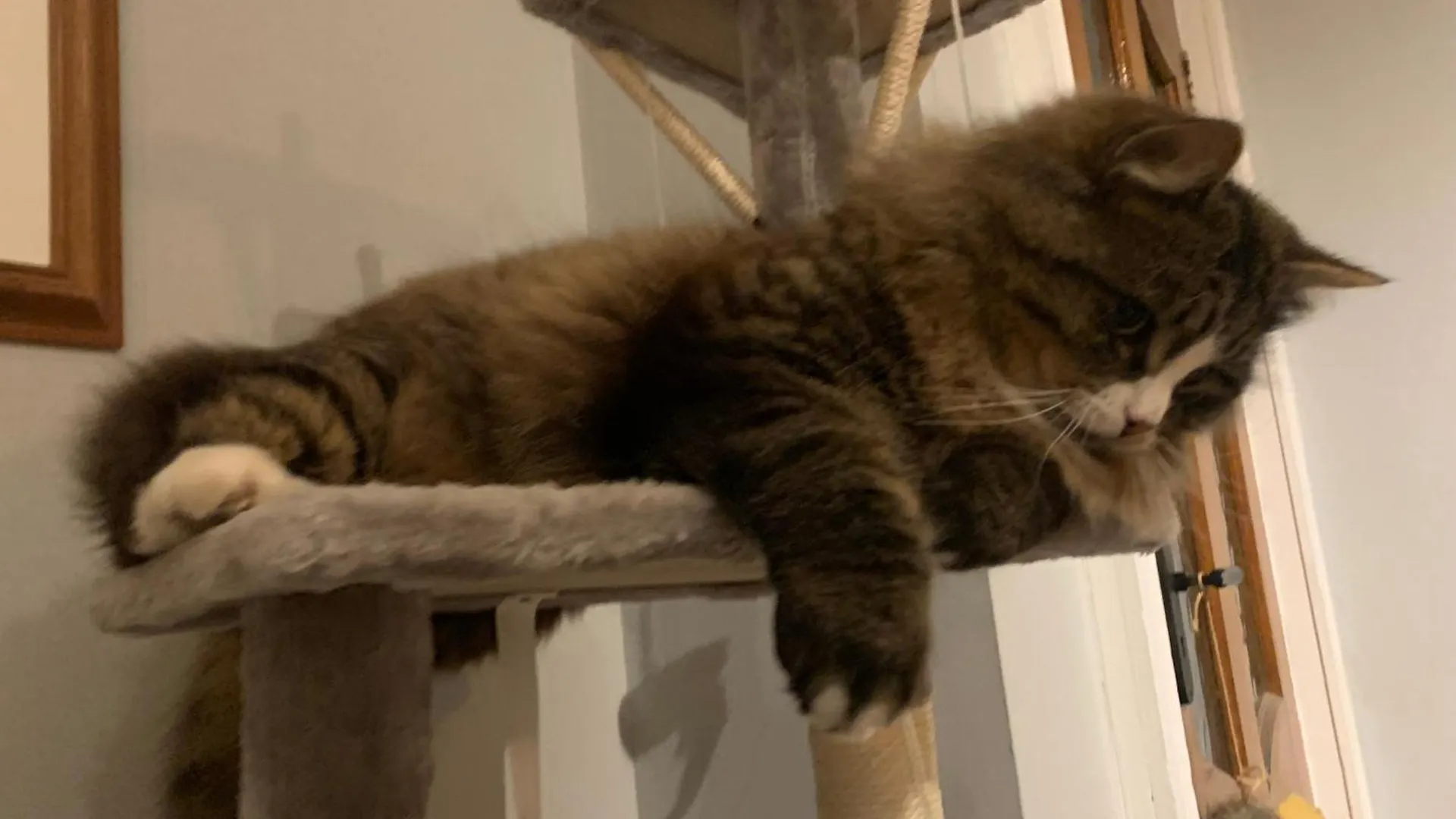 Guest house Wake Up With 2 Cats On Your Face Dublin