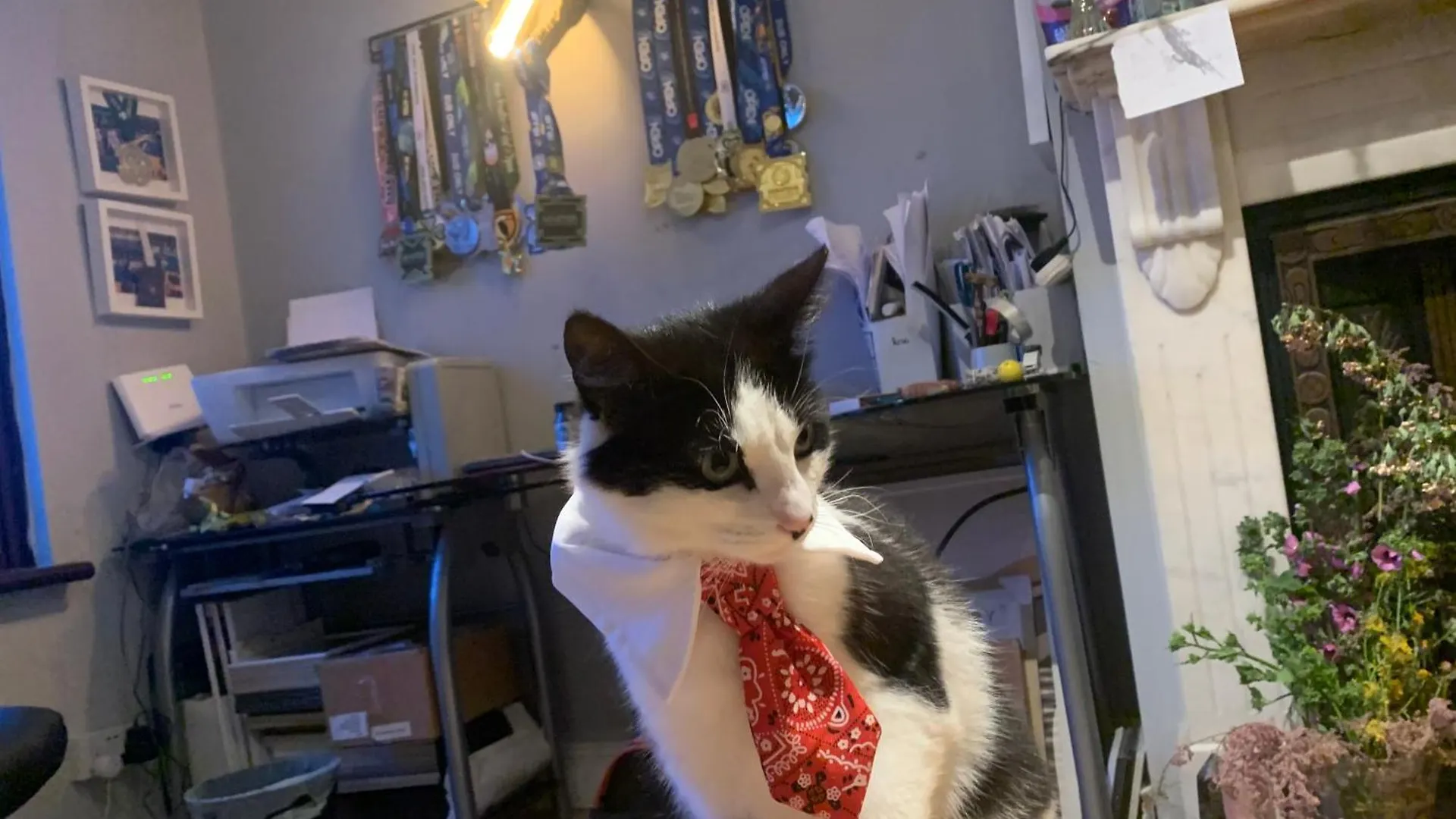 Wake Up With 2 Cats On Your Face Dublin