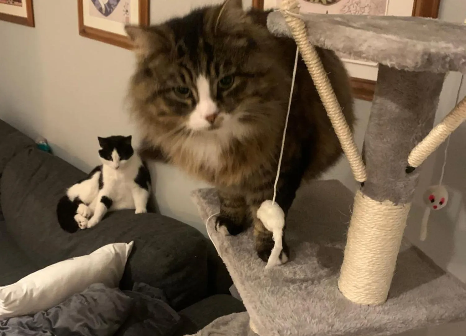 Guest house Wake Up With 2 Cats On Your Face Dublin