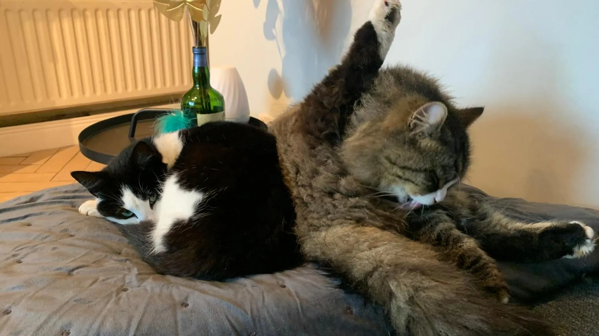 Wake Up With 2 Cats On Your Face Dublin Guest house