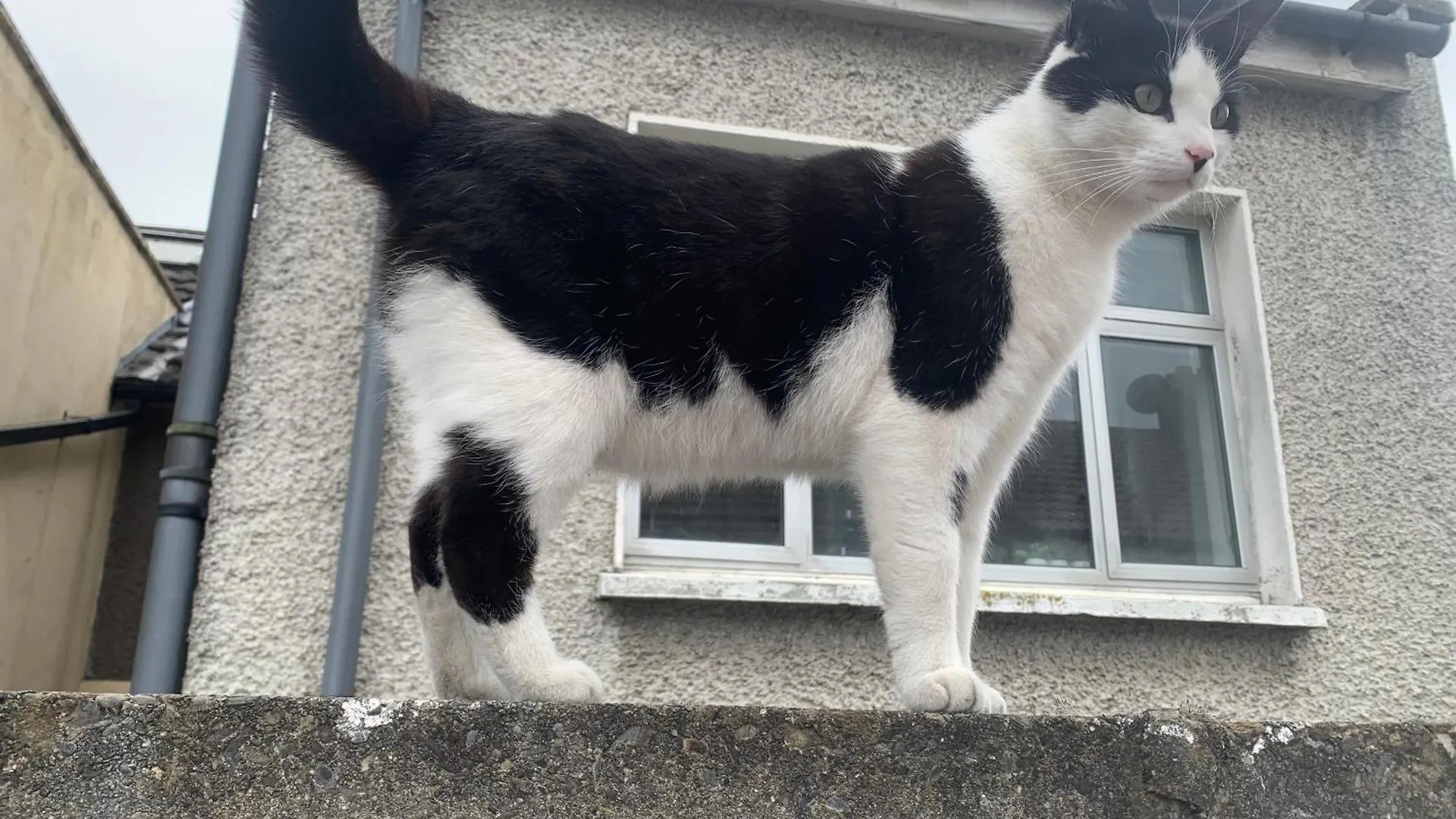 Wake Up With 2 Cats On Your Face Dublin